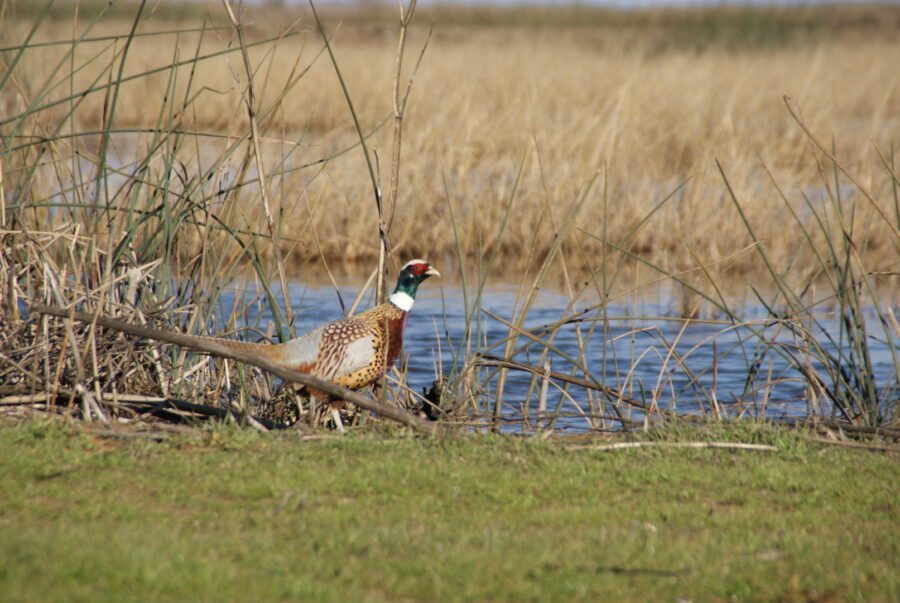 Ring-necked pheasant