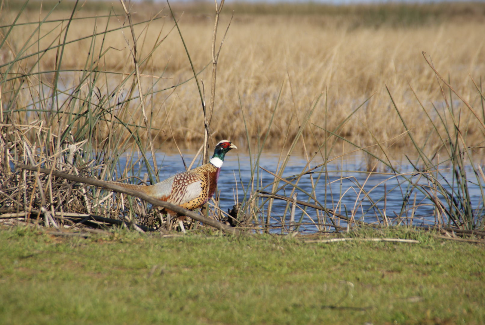 Ring-necked pheasant