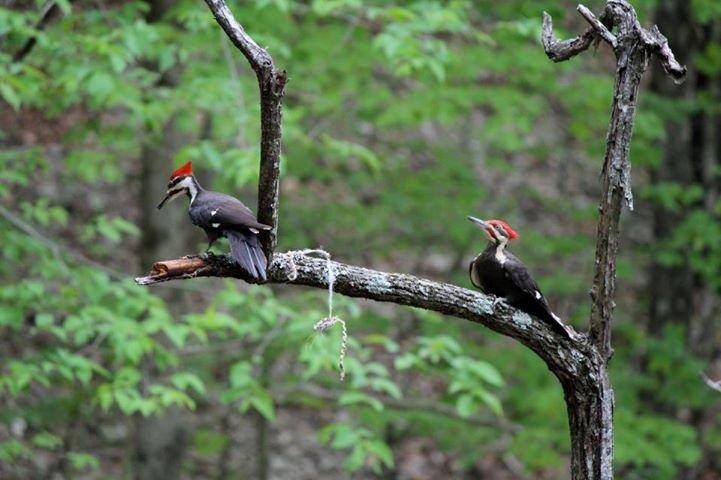 Photo of pileated woodpecker by Keith Jackson