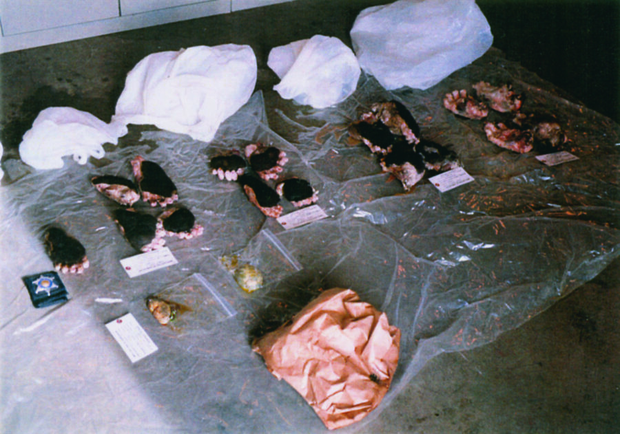 Confiscated black bear paws and gallbladder 