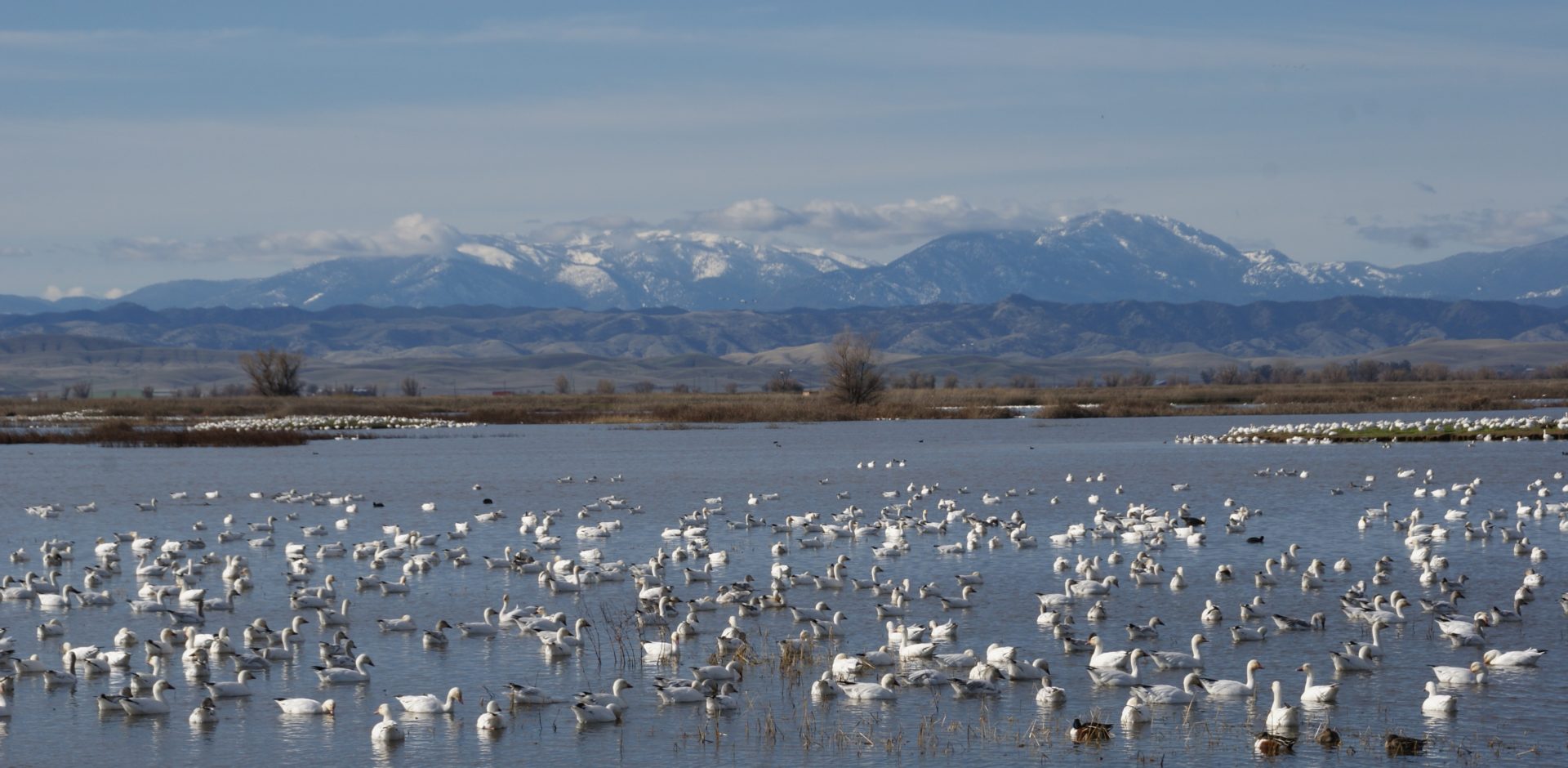 Sacramento National Wildlife Refuge