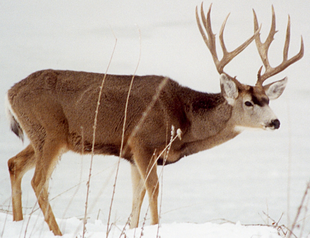 Photo of Rocky Mountain mule deer taken by Steve Guill at Tule Lake National Wildlife Refuge