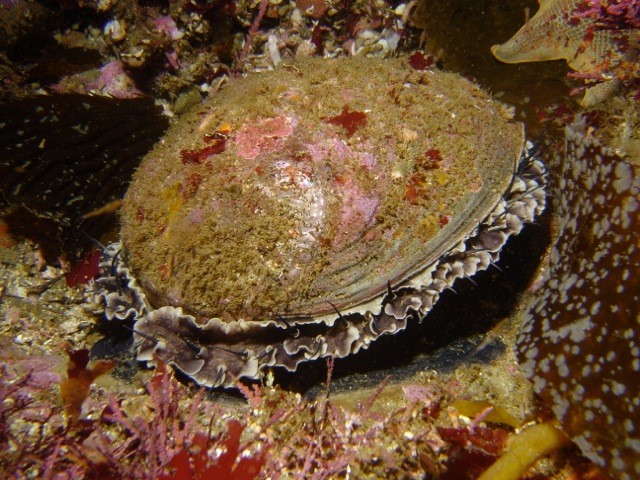 Protected green abalone (Haliotis fulgens) in California's Channel Islands