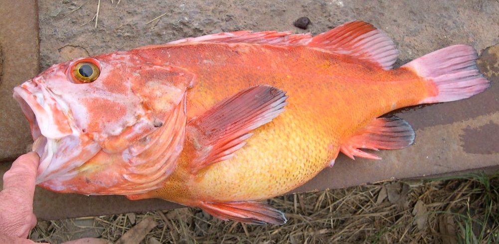 Yelloweye Rockfish