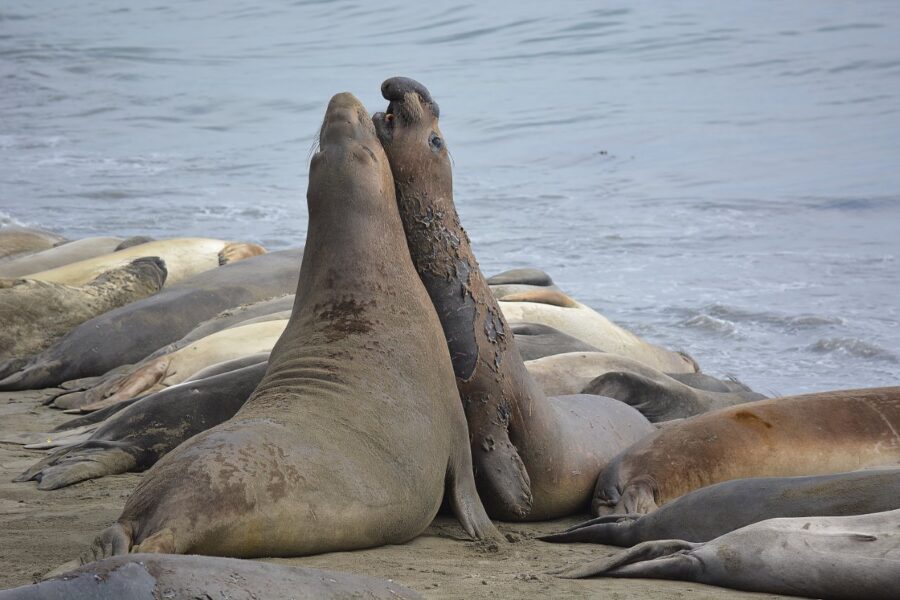 Subadult male elephant seals posturing at Piedras Blancas