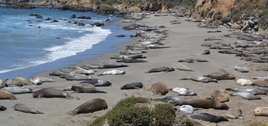 Northern elephant seals on the beach at Piedras Blancas