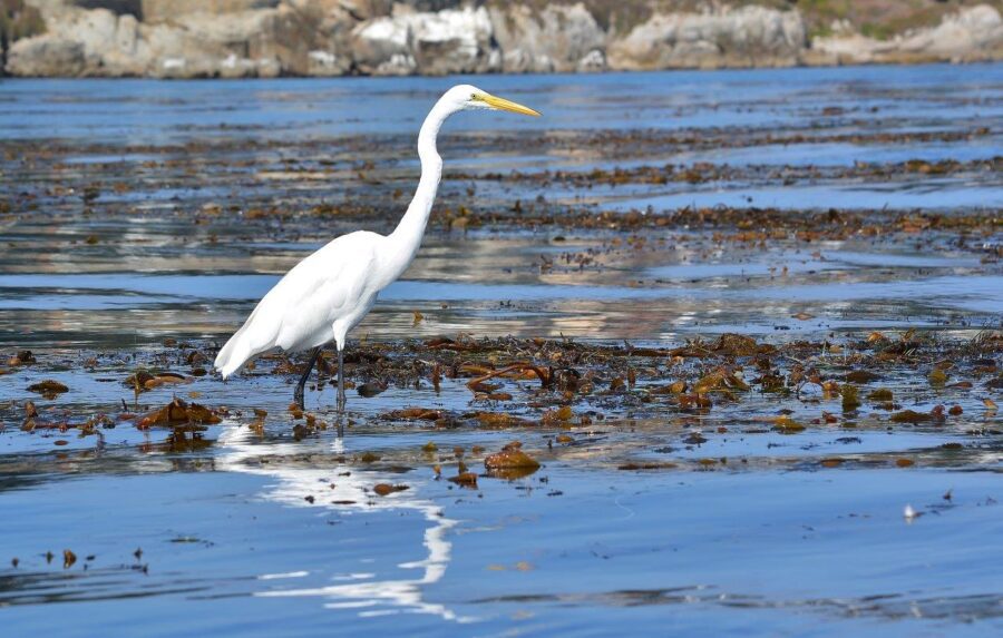 Great egret feeding on small fish and snails in kelp beds off Lovers Point, Pacific Grove, California