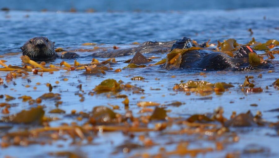 Sea otters engaged in mating ritual in kelp beds off Lovers Cove, Pacific Grove, California