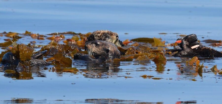 Sea otters engaged in mating ritual off Lovers Cove, Pacific Grove, California