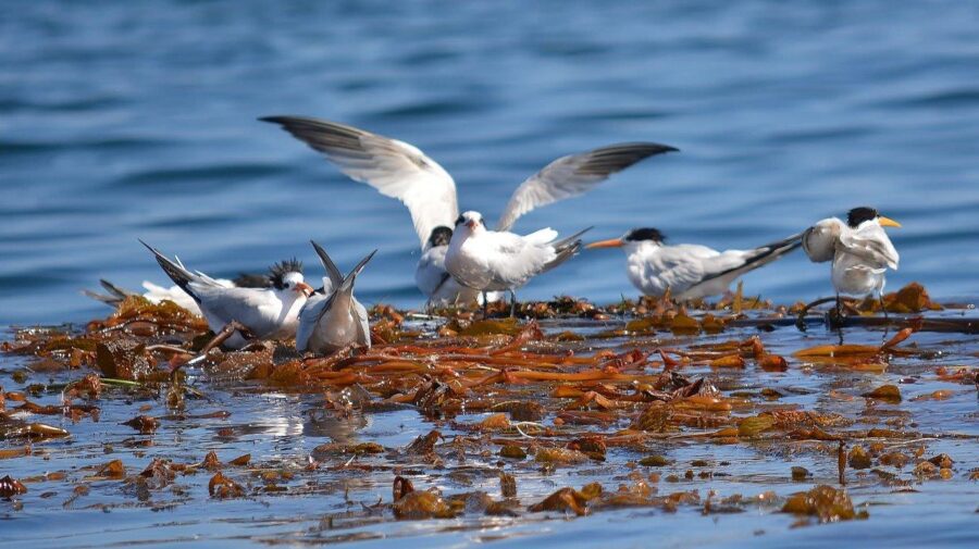 Elegant terns feeding young in kelp beds off Lovers Cove, Pacific Grove, California
