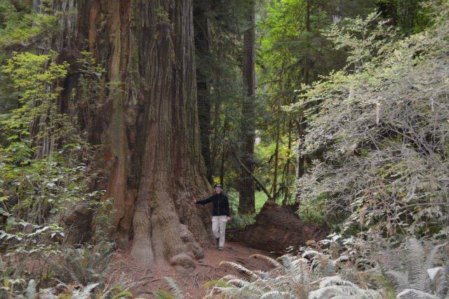 At Jedediah Smith Redwoods State Park, beside one of the largest (redwood) trees on Earth