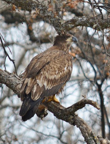 Immature bald eagle on riparian trail, Battle Creek Wildlife Area