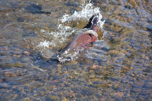 Photo of spawning male Chinook salmon by Steven T. Callan