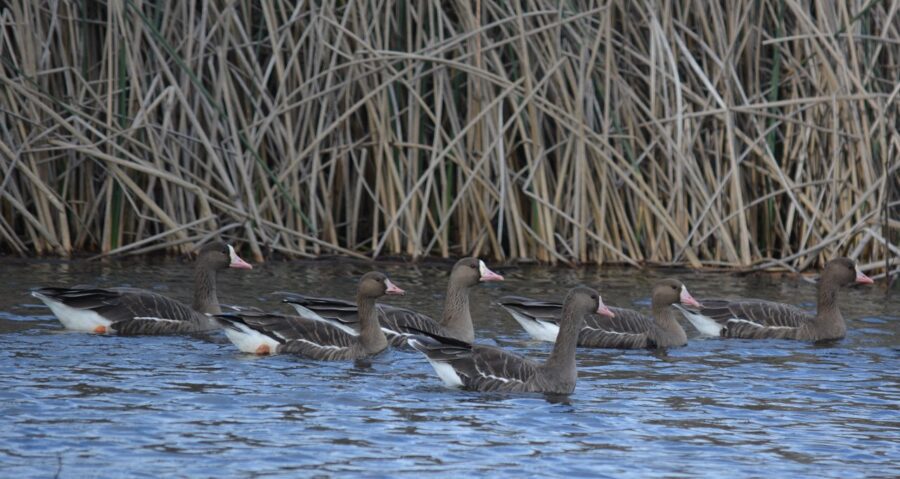 Greater white-fronted geese at Sacramento National Wildlife Refuge