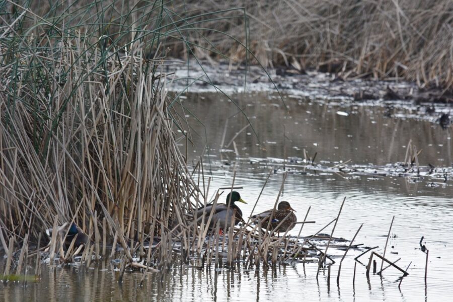 Mallard pair at Sacramento National Wildlife Refuge