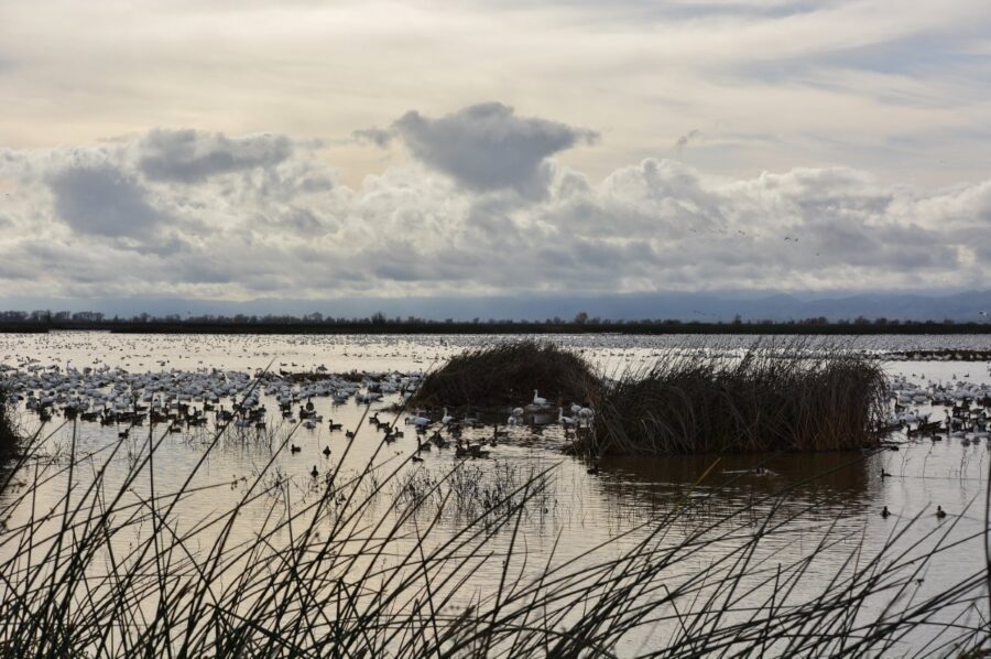 Sacramento National Wildlife Refuge