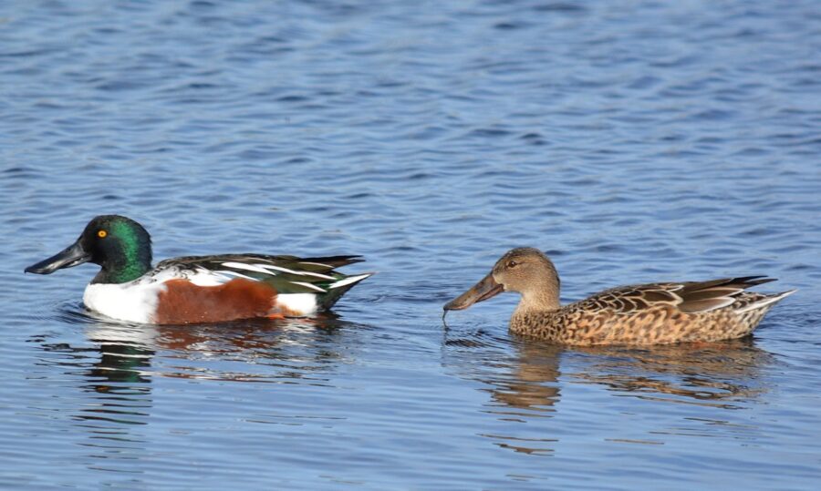 Shoveler pair at Sacramento National Wildlife Refuge 