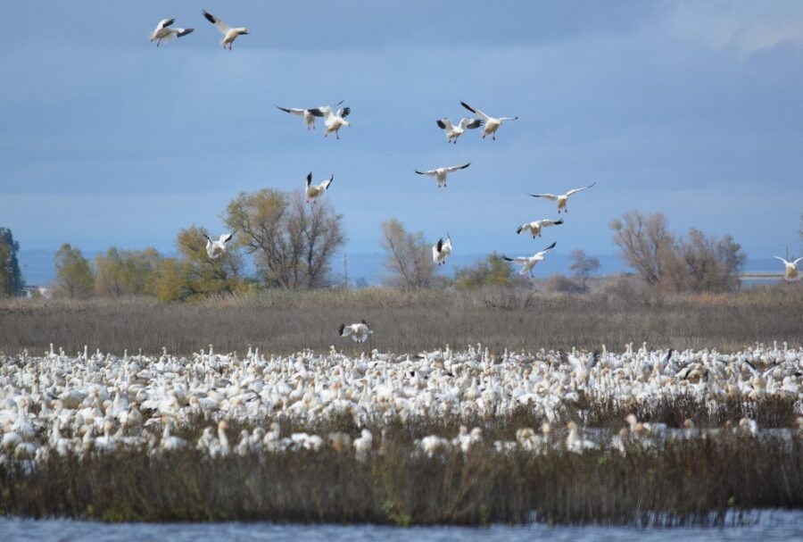 Snow geese at Sacramento National Wildlife Refuge