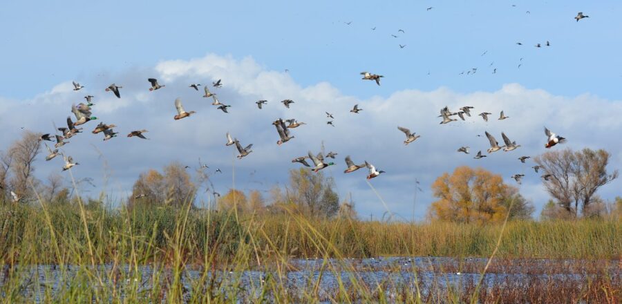 Waterfowl at Sacramento National Wildlife Refuge