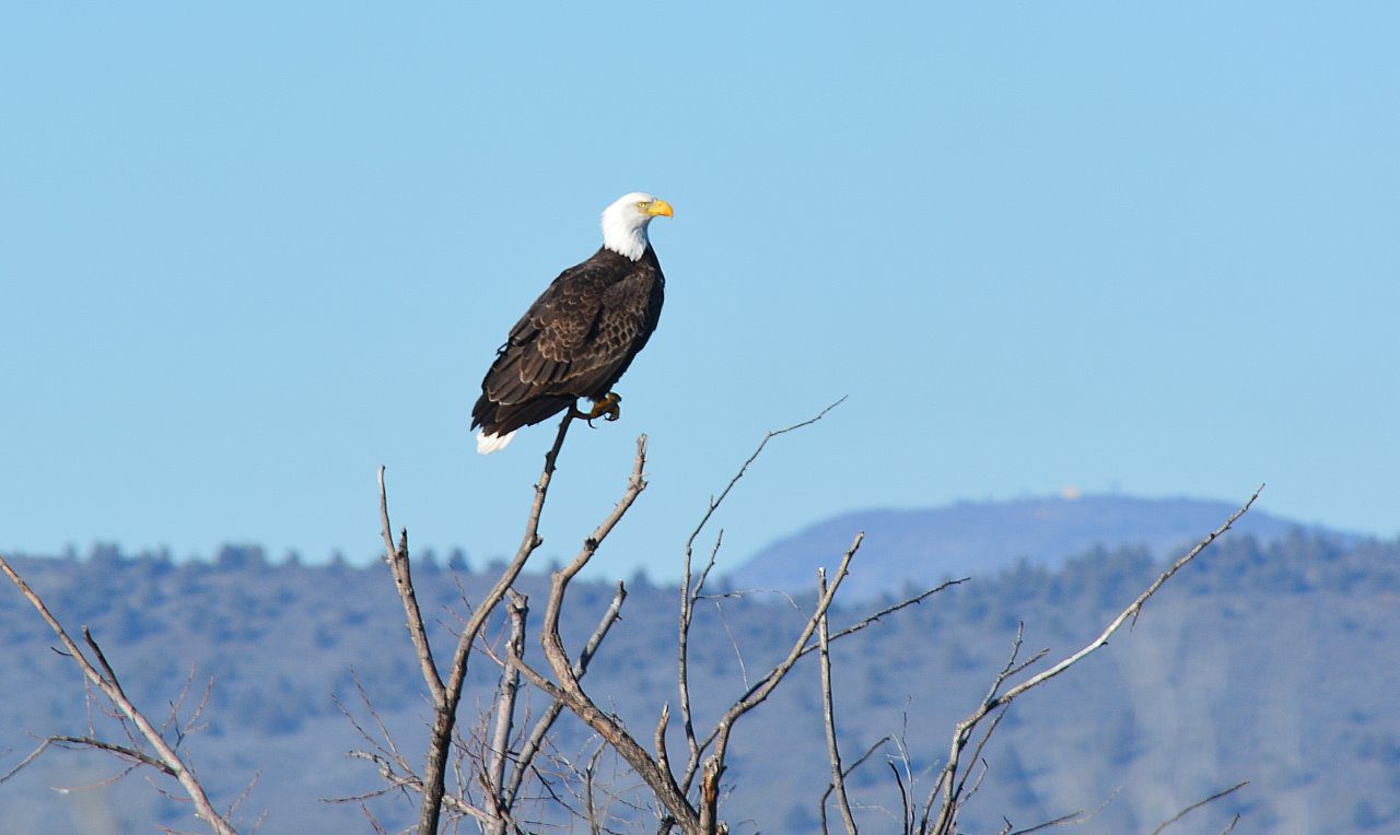 Mature bald eagle at Lower Klamath National Wildlife Refuge