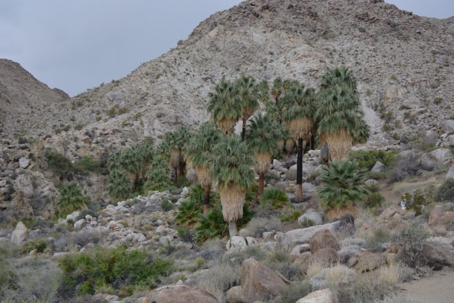 Kathy is on the trail approaching 49 Palms Oasis in Joshua Tree National Park.