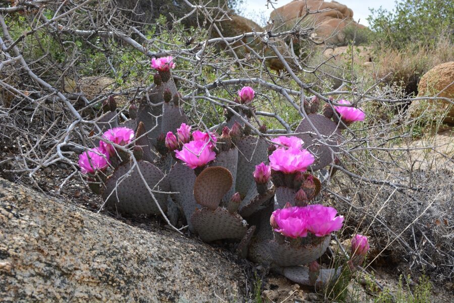 Beavertail cactus in full bloom at Joshua Tree National Park. 