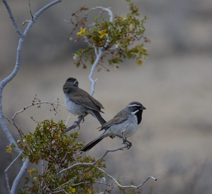 Black-throated sparrows are often found near desert springs.