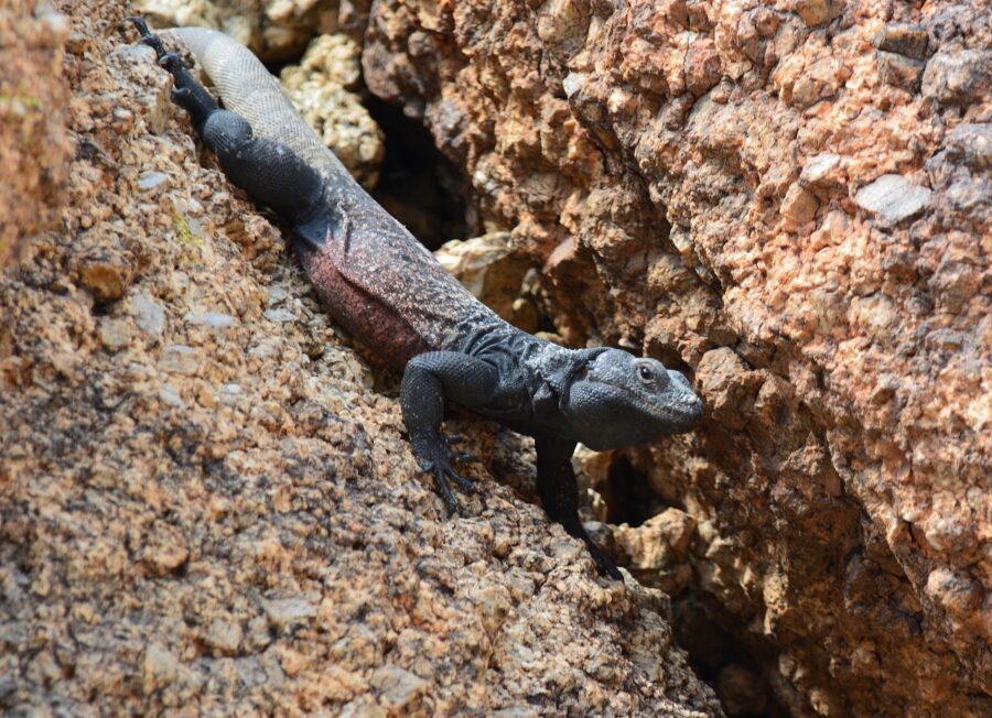 Once coveted by the pet trade, native reptiles, like this chuckwalla, may no longer be sold in California. Photo by author