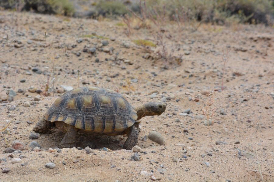 Desert tortoises, which are fully protected in California, may still be encountered in Joshua Tree National Park.