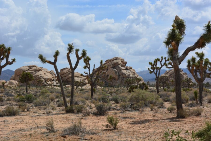 Kathy and I marveled at the fabulous rock formations everywhere we went at Joshua Tree National Park.
