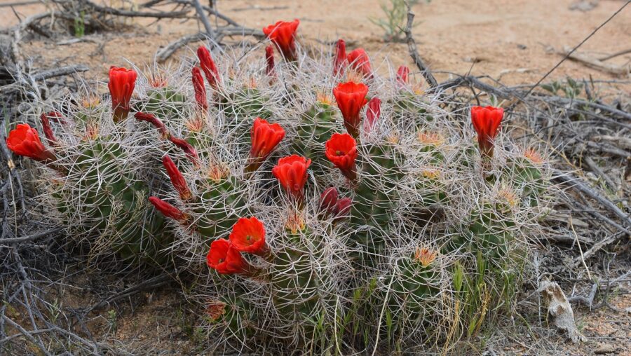 Mojave mound cactus decorated Joshua Tree National Park with brilliant blooms.