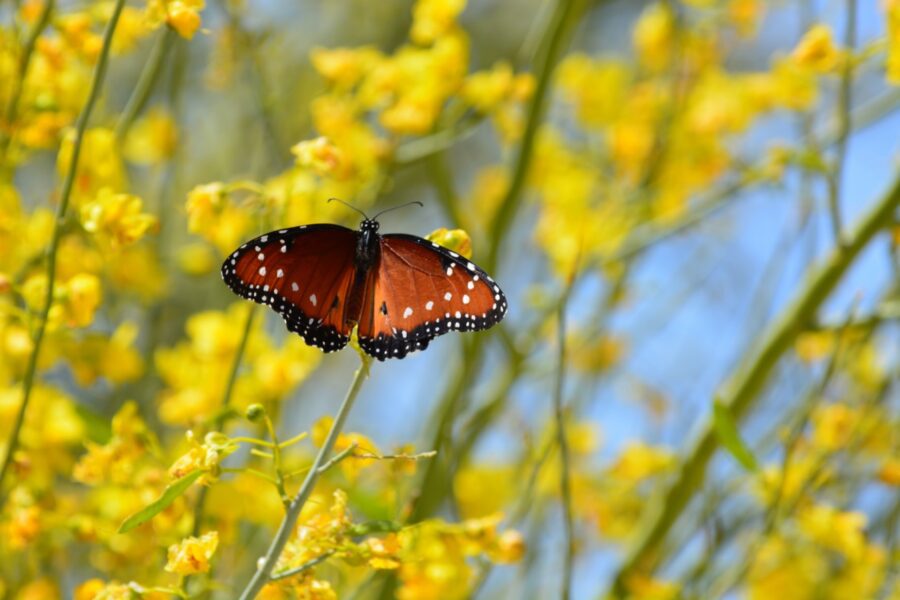 Queen butterflies take advantage of the spring wildflower display at Joshua Tree National Park.