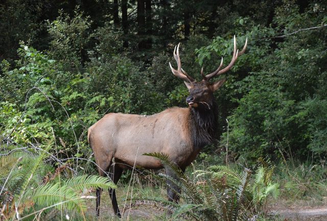 Elk in Prairie Creek Redwoods State Park, part of Redwood National and State Parks