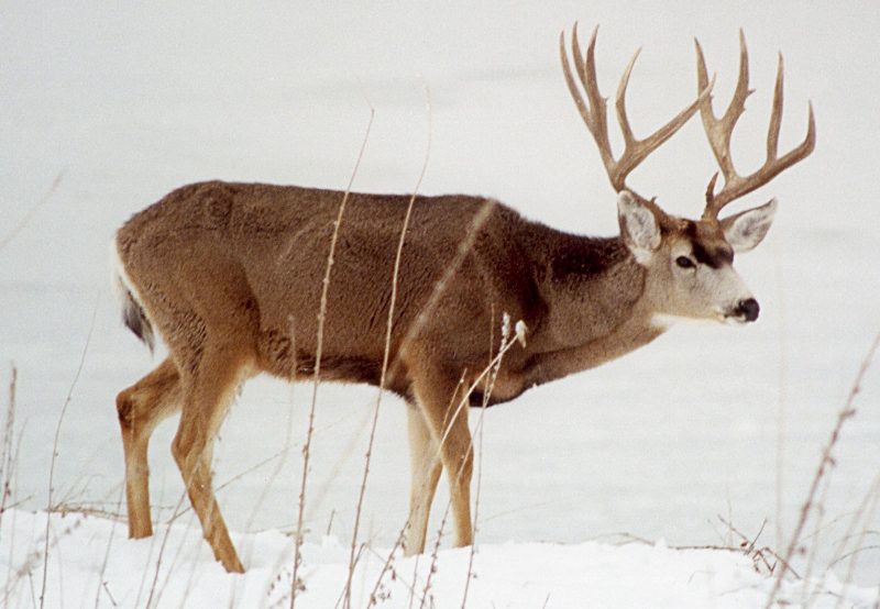 This is the buck seen foraging inside Tule Lake National Wildlife Refuge on December 17, 1992, as described in the chapter “The Headhunter" from the book "The Game Warden's Son.”