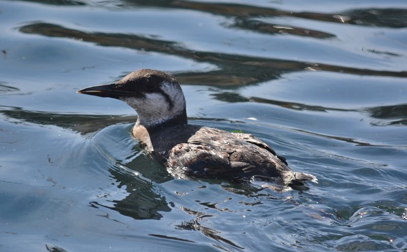 A common murre swimming alongside our kayaks. Photo by Steven T. Callan
