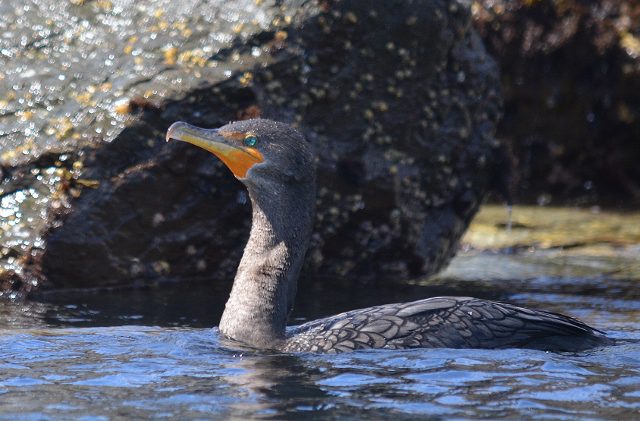 A double-crested cormorant bathed in the morning sunlight in Monterey Bay. Photo by Steven T. Callan