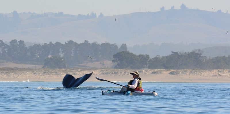 Kathy and a humpback whale's tail, with the Central Coast in the background. Photo by Steven T. Callan