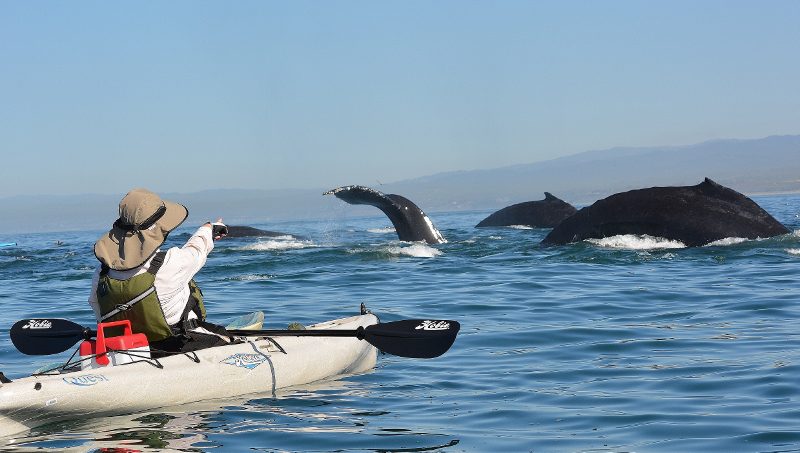 Kathy pointing at a pod of passing humpbacks in Monterey Bay out of Moss Landing. Photo by Steven T. Callan