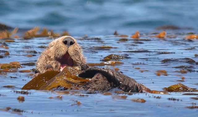 A sea otter dozing in the kelp beds of Monterey Bay. Photo by Steven T. Callan