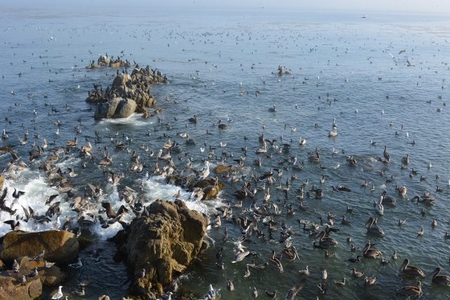 A seabird feeding frenzy at Lovers Point in Pacific Grove, California. Photo by Steven T. Callan