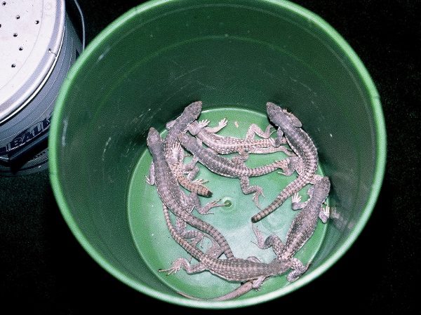 These desert iguanas were seized from two illegal reptile collectors in California, along with hundreds of horned lizards, leopard lizards, and desert iguanas.