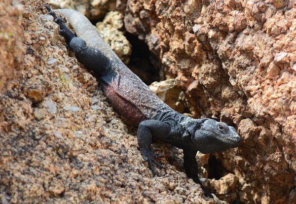 An adult chuckwalla sunning itself at Joshua Tree National Park. Once exploited for the pet trade, native reptiles, like the chuckwalla, may no longer be sold in California.