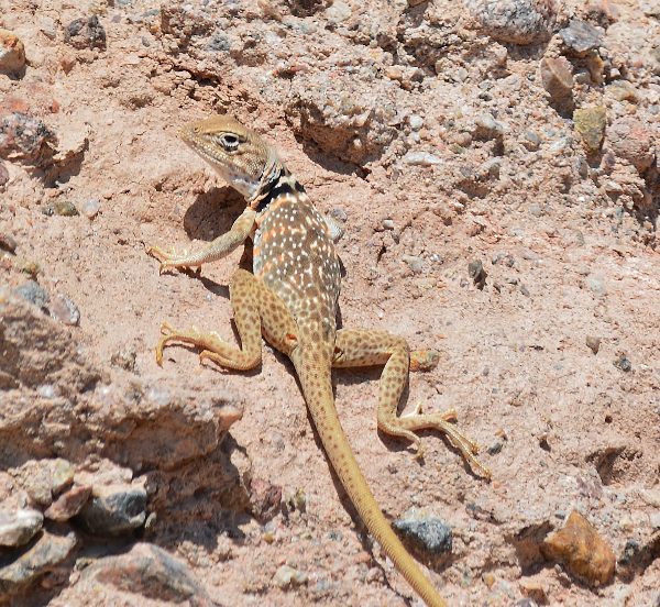 Collared lizards have unusually large heads and run on their hind legs. Prior to regulation changes, this native species was also coveted by California’s pet trade.