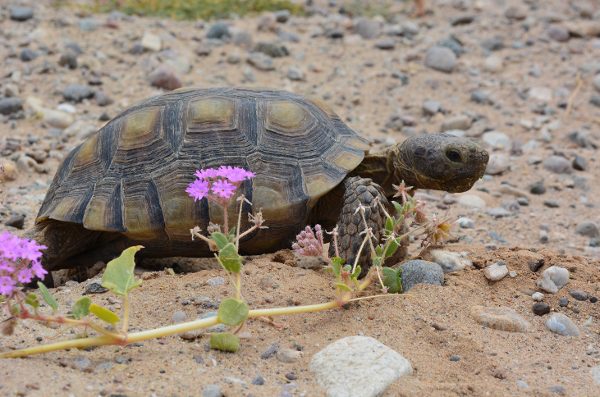 Rarely seen in the wild outside protected areas like Joshua Tree National Park, desert tortoises are protected by law and may not be taken or possessed in California.