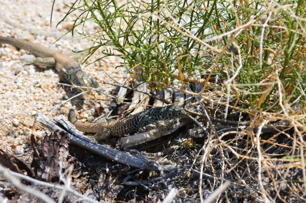 Markings on the whiptail provide the perfect camouflage to help the lizard blend with its surroundings.