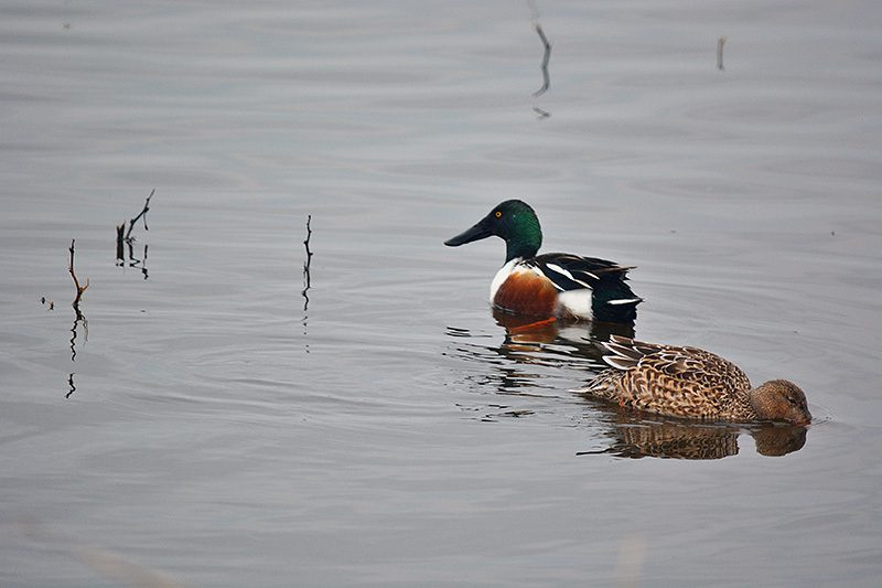 Northern shovelers at the Sacramento National Wildlife Refuge. The so-called spoony is probably the most distinctive of all North American ducks. That spatula-like bill is a dead giveaway. Photo by Steven T. Callan