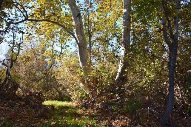 Giant native sycamores adorn the trails and footpaths of the lower Battle Creek riparian zone. Photo by Author Steven T. Callan.