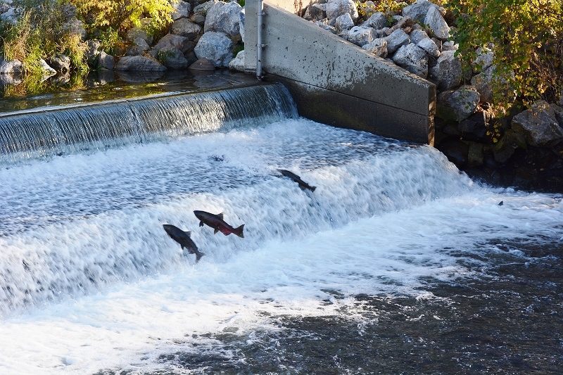 Fall-run Chinook salmon attempting to navigate the Coleman National Fish Hatchery weir. Photo by Author Steven T. Callan