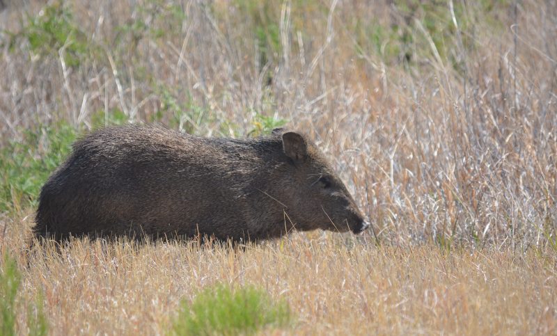 Javelina retreating into mesquite thicket. Photo by Steven T. Callan.