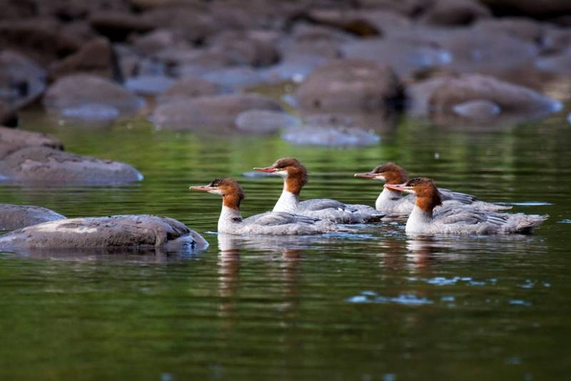 Mergansers on the Middle Fork American River. Photo by Gary Hughes.